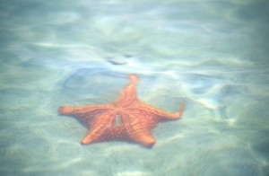 America Centrale - Panama - Bocas del Toro - Playa de las Estrellas