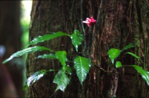 America Centrale - Costarica - Tortuguero - foresta