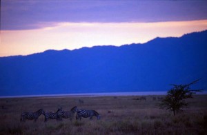 Tanzania - zebre e tramonto